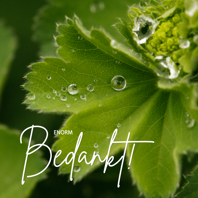 Bedankkaart Dauwdruppels - OT - Rouwkaarten Rouwkaarten - Bedankkaart Dauwdruppels - OT
