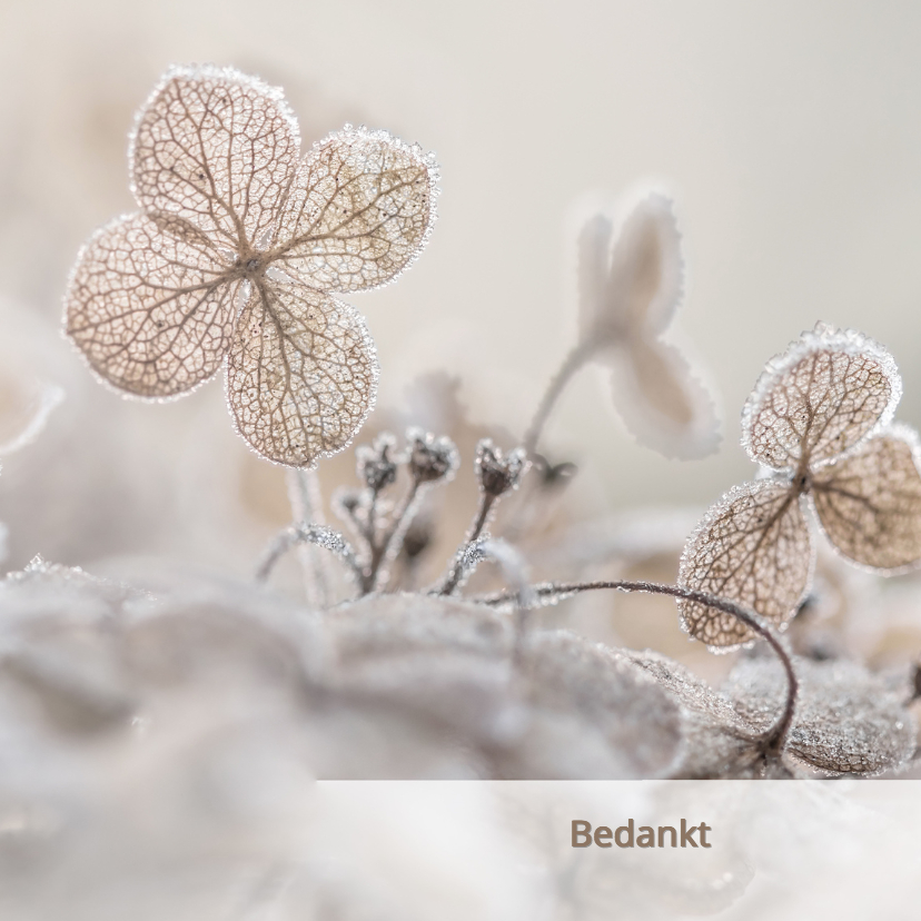Rouwkaarten - Bedankkaart hortensia 