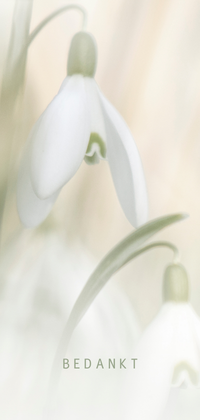 Bedankkaart met sneeuwklokjes - Rouwkaarten Rouwkaarten - Bedankkaart met sneeuwklokjes