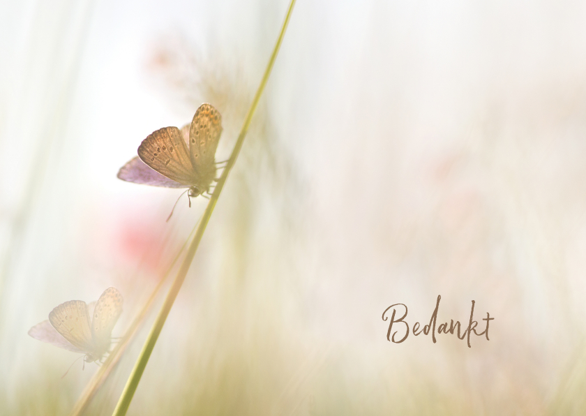 Rouwkaarten - Bedankkaart met vlinders