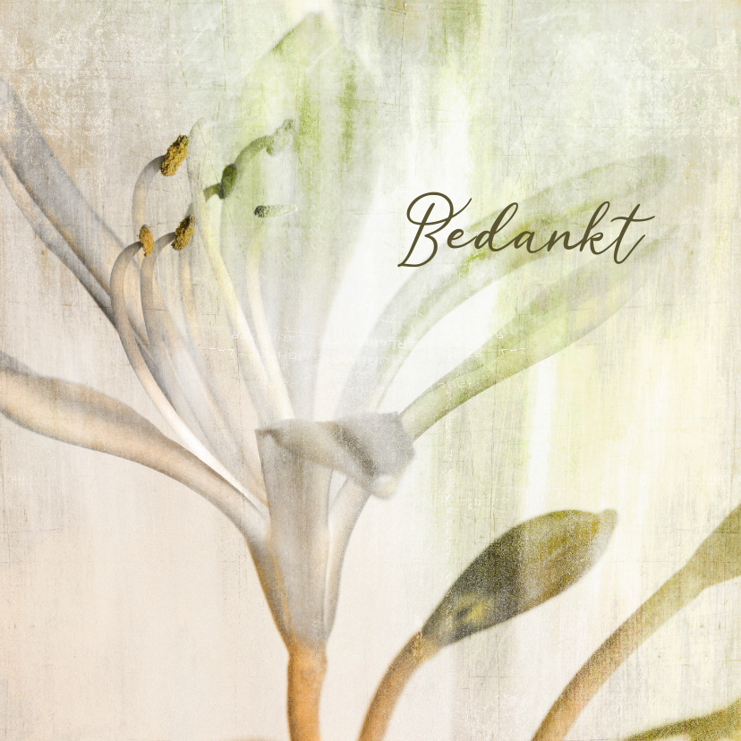 Bedankkaart misty witte lelie - Rouwkaarten Rouwkaarten - Bedankkaart misty witte lelie