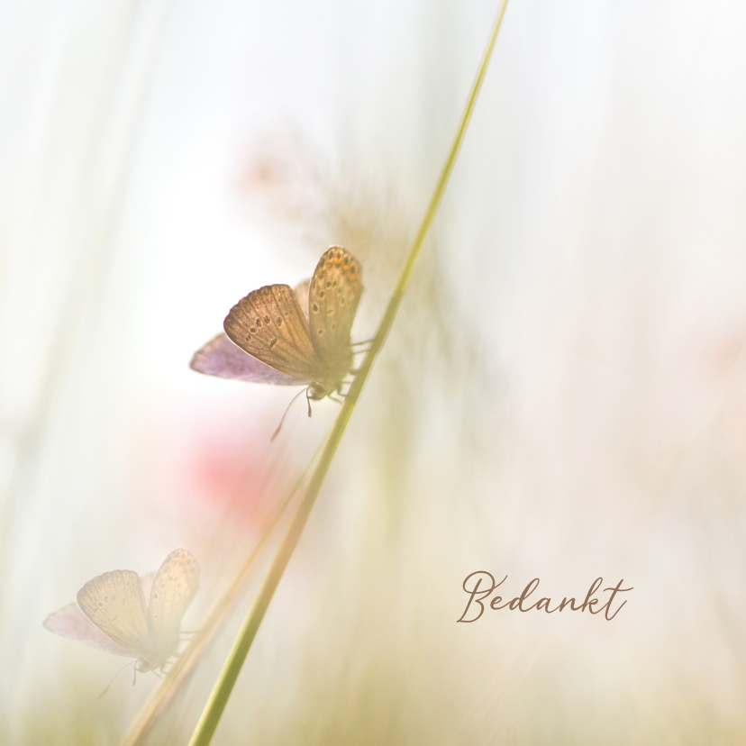 Rouwkaarten - Bedankkaart vlinders-vierkant