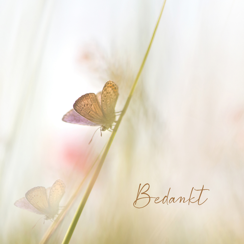Bedankkaart vlinders - Rouwkaarten Rouwkaarten - Bedankkaart vlinders