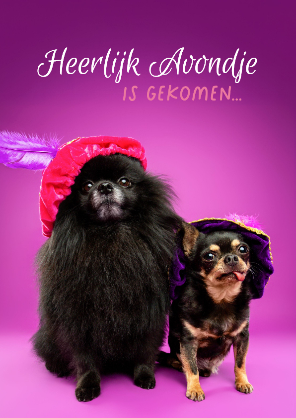 Leuke sinterklaaskaart van hondjes met pietenmuts - Sinterklaaskaarten Sinterklaaskaarten - Leuke sinterklaaskaart van hondjes met pietenmuts