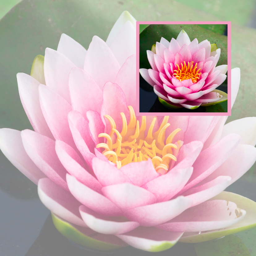 Lotusbloem in lotusbloem - Religie kaarten Religie kaarten - Lotusbloem in lotusbloem