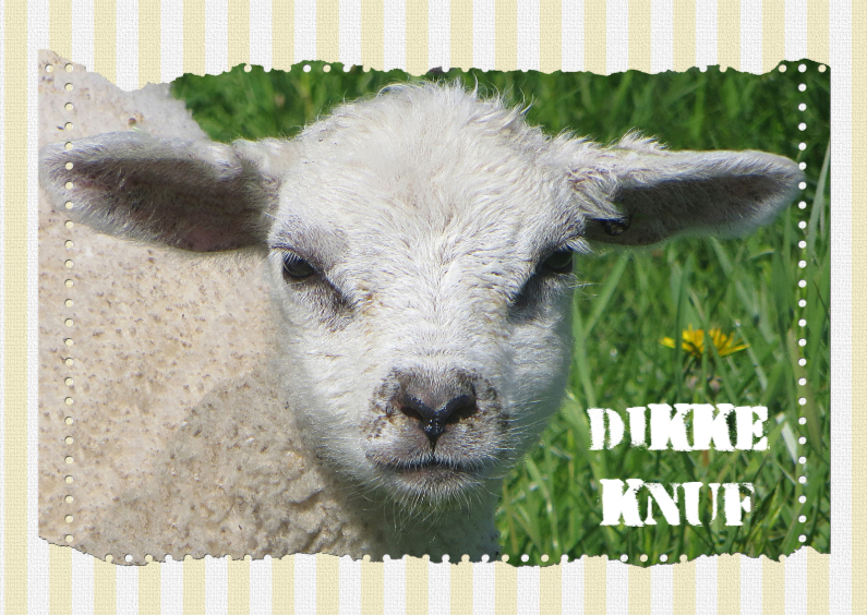 14216 Lammetje dikke knuf - Sterkte kaarten Sterkte kaarten - 14216 Lammetje dikke knuf