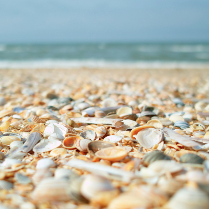 duo kaart strand schelpen en zeewier - Sterkte kaarten Sterkte kaarten - duo kaart strand schelpen en zeewier