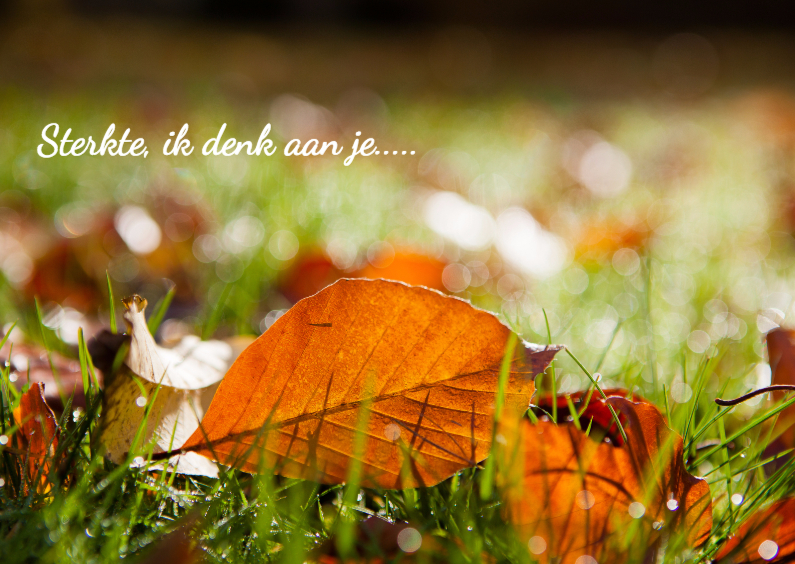 herfstblad in het gras - Sterkte kaarten Sterkte kaarten - herfstblad in het gras