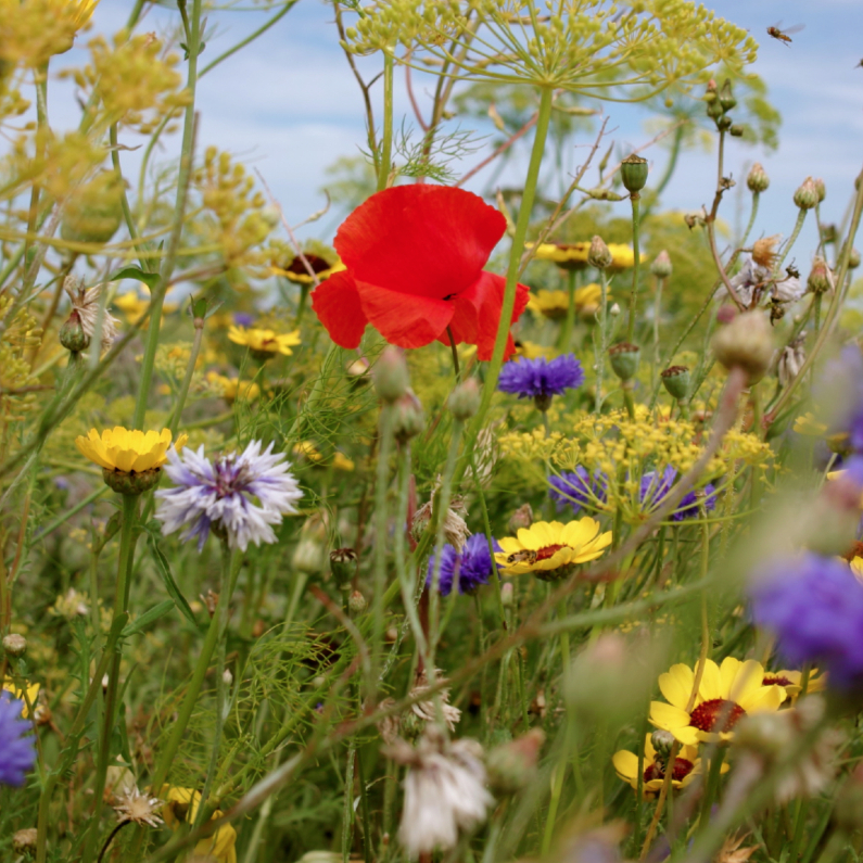 klaproos met andere bloemen - Sterkte kaarten Sterkte kaarten - klaproos met andere bloemen