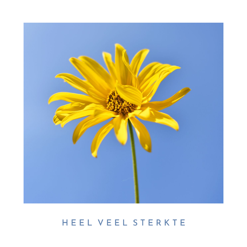 Sterkte kaarten - Moderne sterkte kaart met natuurfoto van zonnebloem