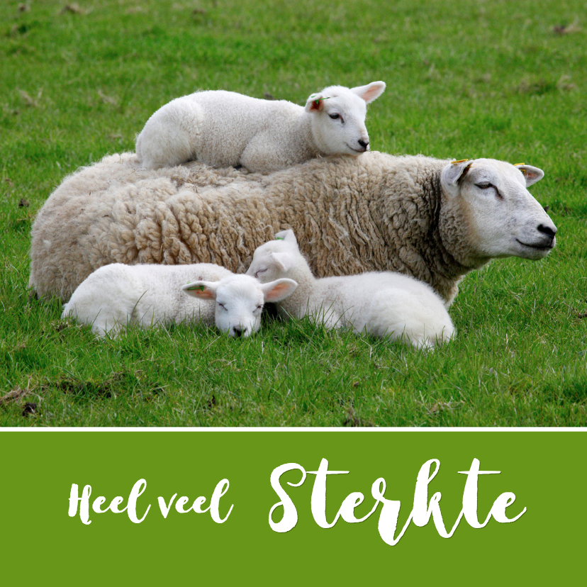 Schapen Knuffel 3 - sterkte - OTTI - Sterkte kaarten Sterkte kaarten - Schapen Knuffel 3 - sterkte - OTTI
