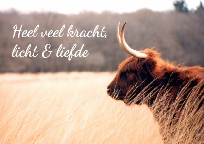 schotse hooglander kracht ME - Sterkte kaarten Sterkte kaarten - schotse hooglander kracht ME