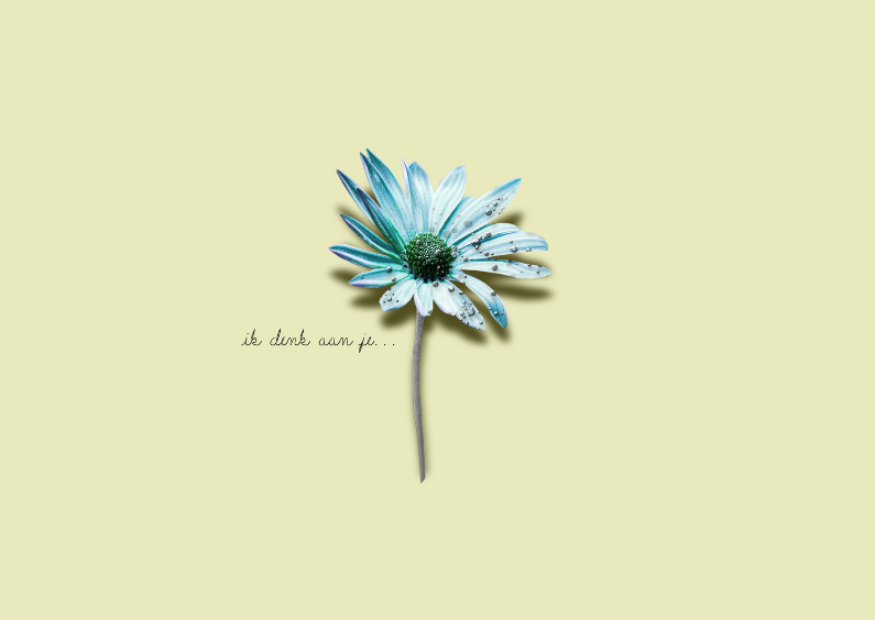 Sterkte Kaart Blauw Margrietje - Sterkte kaarten Sterkte kaarten - Sterkte Kaart Blauw Margrietje