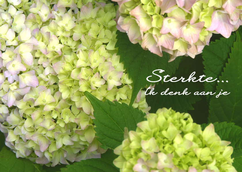 Sterkte kaart Hortensia - Sterkte kaarten Sterkte kaarten - Sterkte kaart Hortensia