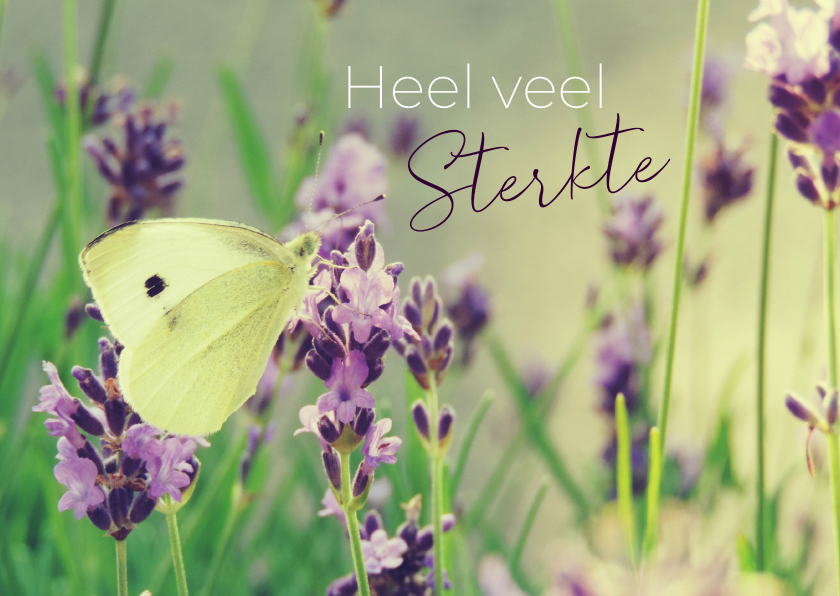 Sterkte kaarten - Sterkte kaart koolwitje en lavendel