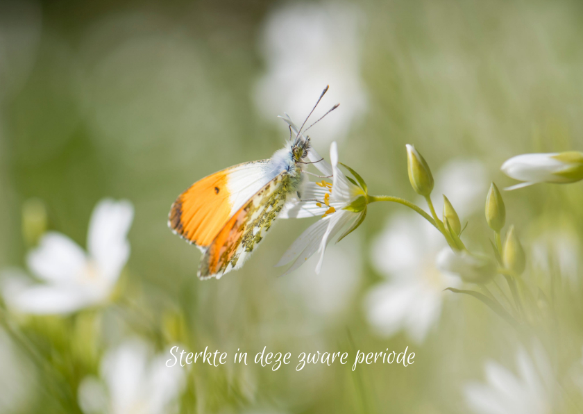 Sterkte kaarten - Sterkte kaart met mooie vlinder op witte bloemen