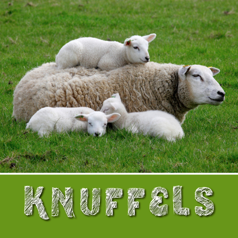 Sterkte kaart Schapen Knuffels - Sterkte kaarten Sterkte kaarten - Sterkte kaart Schapen Knuffels