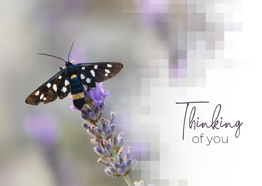 Sterkte kaarten - Sterkte kaart vlinder op lavendel mozaïek thinking of you