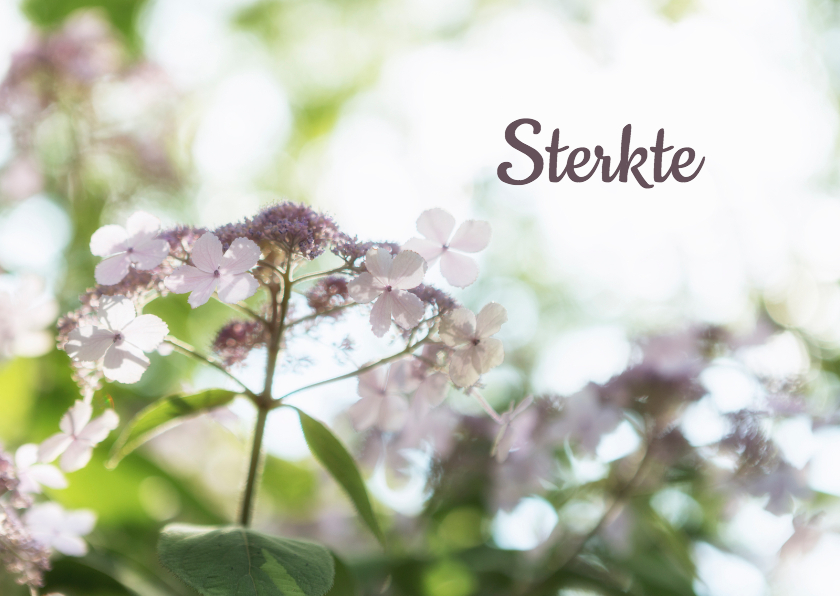Sterkte kaarten bloem MM - Sterkte kaarten Sterkte kaarten - Sterkte kaarten bloem MM