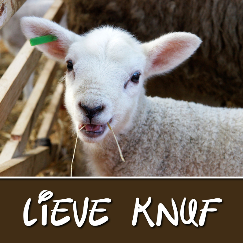 Sterkte Lieve knuf Lammetje - OT - Sterkte kaarten Sterkte kaarten - Sterkte Lieve knuf Lammetje - OT