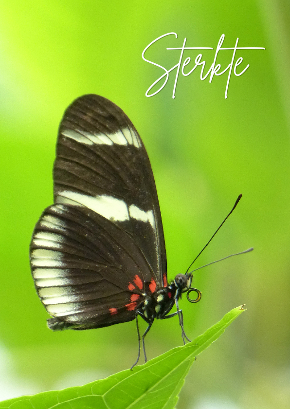 Sterkte kaarten - Sterkte Vlinder in het groen