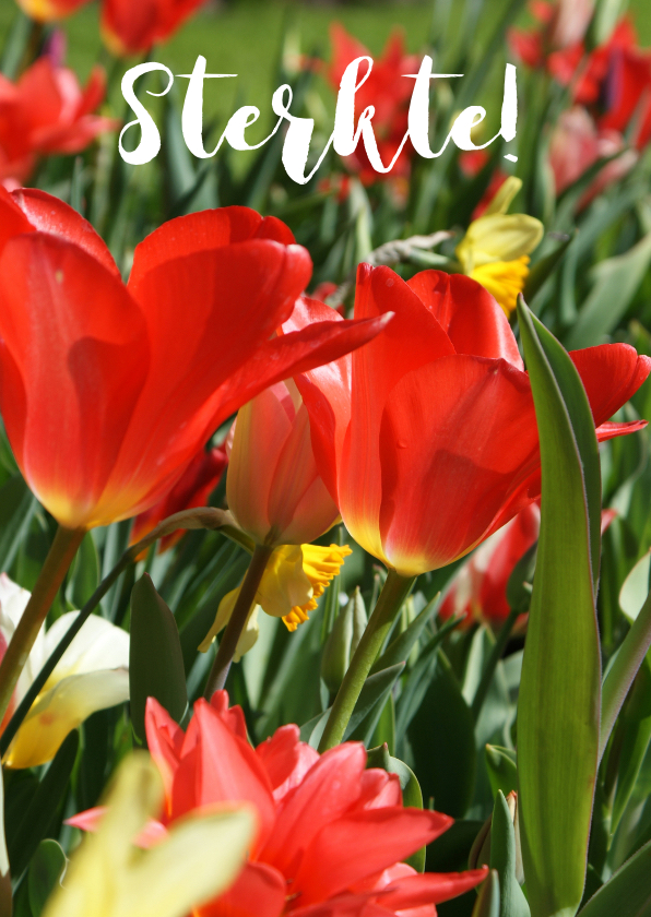 Sterktekaart bloemen rood - Sterkte kaarten Sterkte kaarten - Sterktekaart bloemen rood