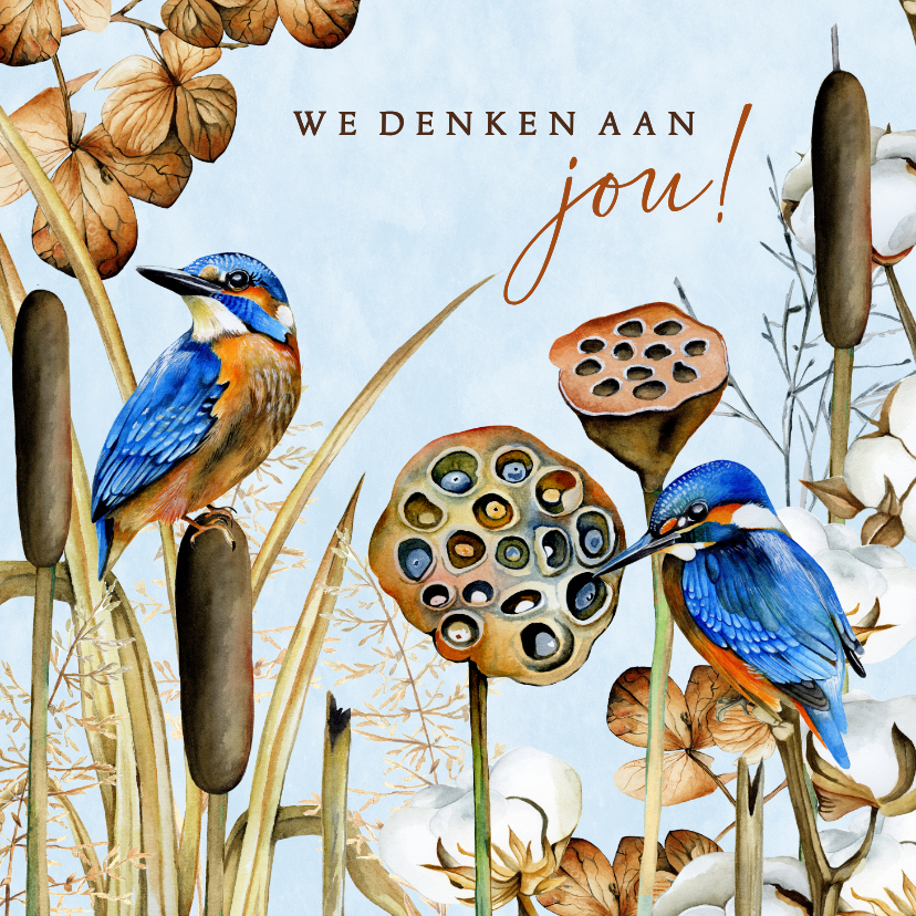 Sterkte kaarten - Sterktekaart ijsvogels winter