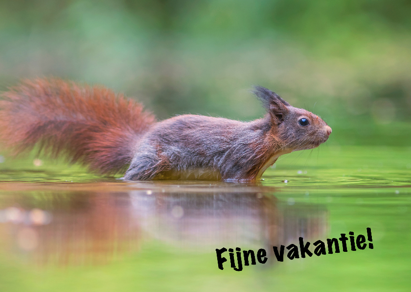 Vakantiekaarten - Natuur - eekhoorn