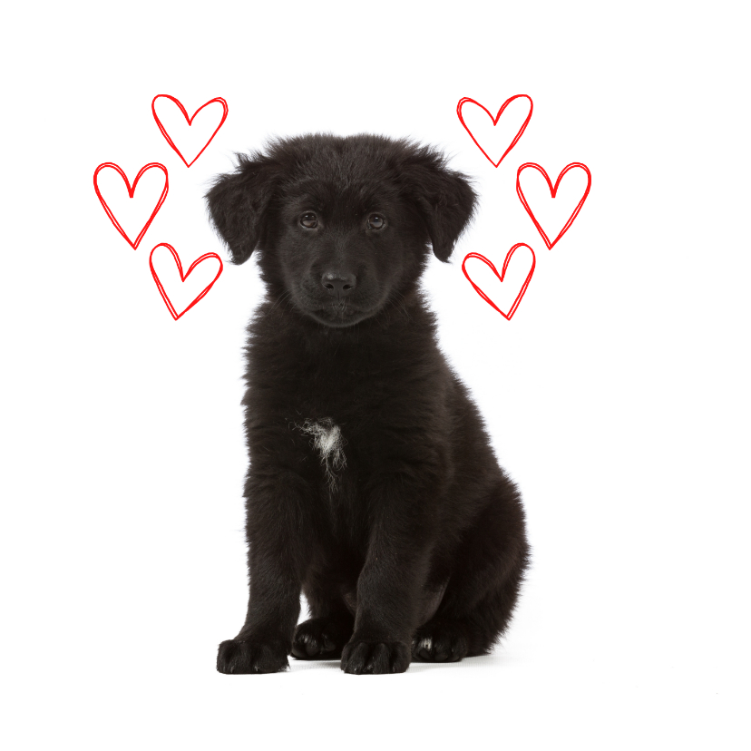 Valentijnskaarten - KNGF Geleidehond valentijnskaartje