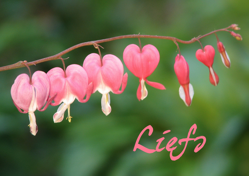 Liefs roze bloem - Valentijnskaarten Valentijnskaarten - Liefs roze bloem