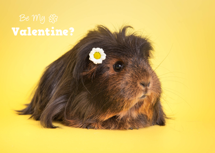 Valentijnskaarten - Valentijnskaart met cavia en madeliefje