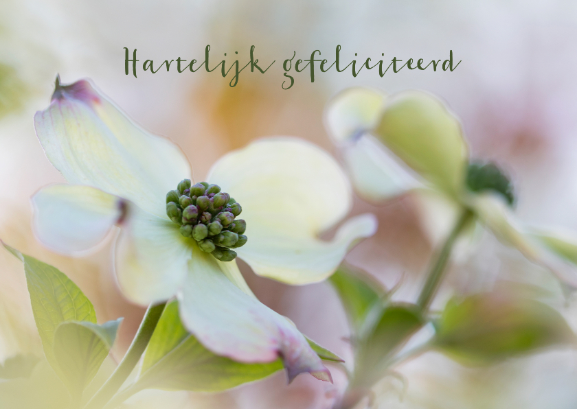 Verjaardagskaarten - Bloemenkaart  Cornus