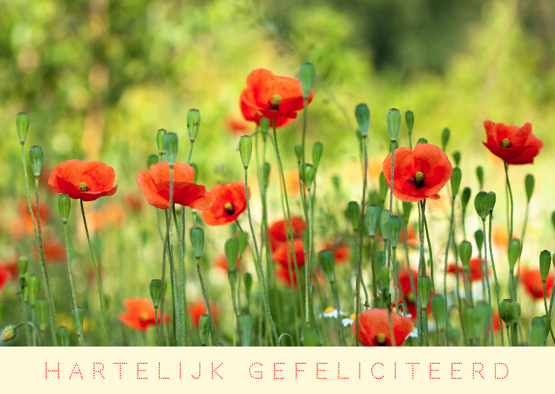 Bloemenweide met klaprozen - Verjaardagskaarten Verjaardagskaarten - Bloemenweide met klaprozen