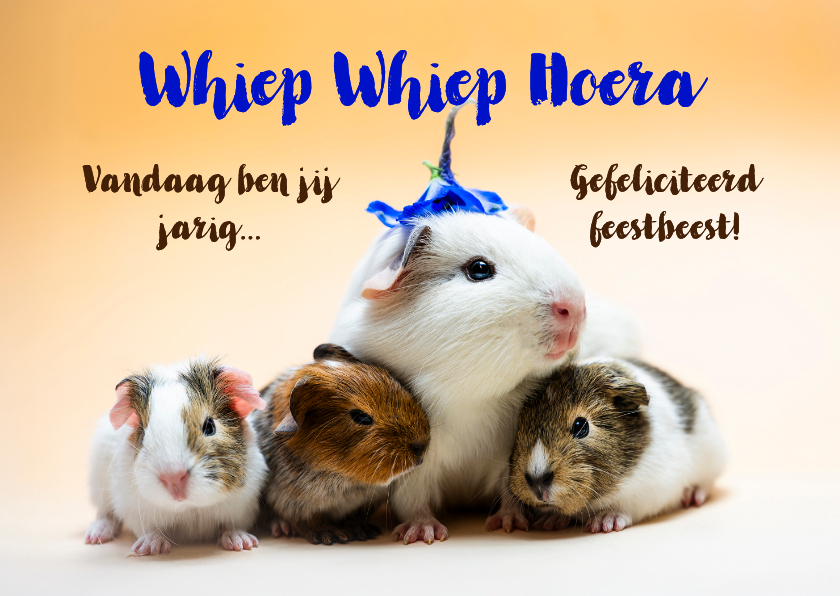 Cavia felicitatie kaart. - Verjaardagskaarten Verjaardagskaarten - Cavia felicitatie kaart.