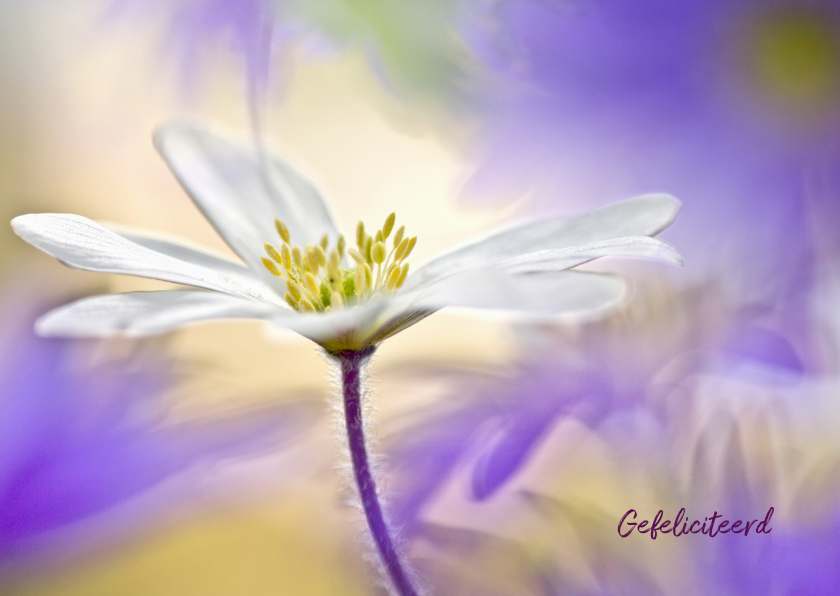 Verjaardagskaarten - Feest met anemonen