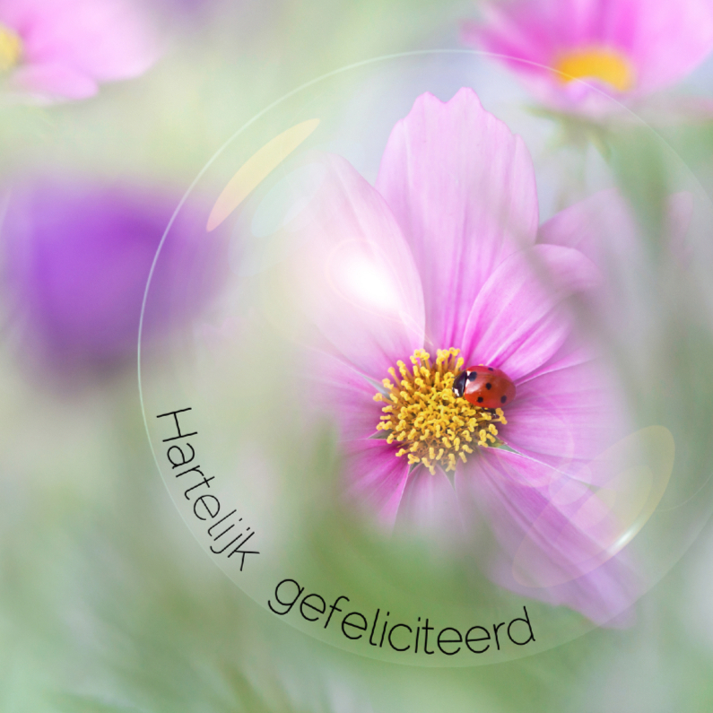 Felicitatie in luchtbel - Cosmea - Verjaardagskaarten Verjaardagskaarten - Felicitatie in luchtbel - Cosmea