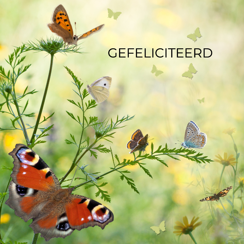 Felicitatiekaart met soorten vlinders - Verjaardagskaarten Verjaardagskaarten - Felicitatiekaart met soorten vlinders