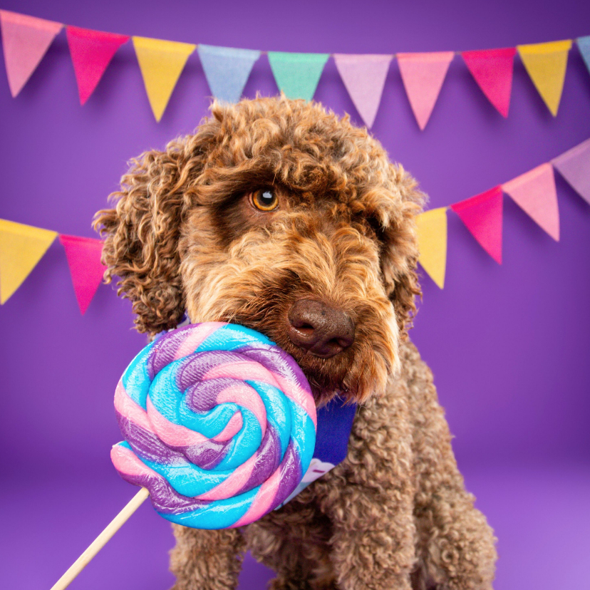 Grappige verjaardagskaart van hond met lolly en slingers - Verjaardagskaarten Verjaardagskaarten - Grappige verjaardagskaart van hond met lolly en slingers