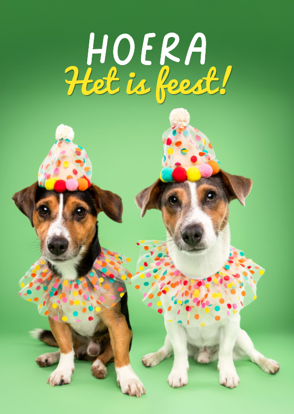 Grappige verjaardagskaart van hondjes met feestkleding - Verjaardagskaarten Verjaardagskaarten - Grappige verjaardagskaart van hondjes met feestkleding