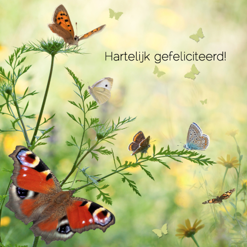 Jarig met vlinders - Verjaardagskaarten Verjaardagskaarten - Jarig met vlinders
