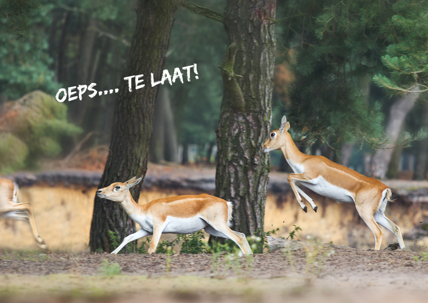 Verjaardagskaarten - Oeps... rennende herten in het bos