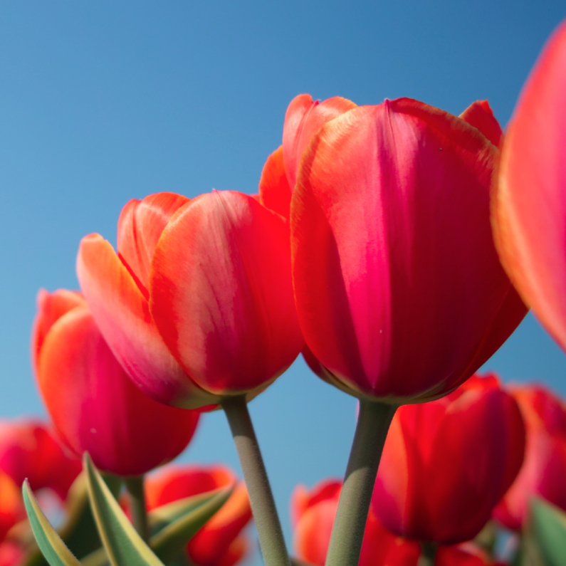 rijtje rode tulpen - Verjaardagskaarten Verjaardagskaarten - rijtje rode tulpen
