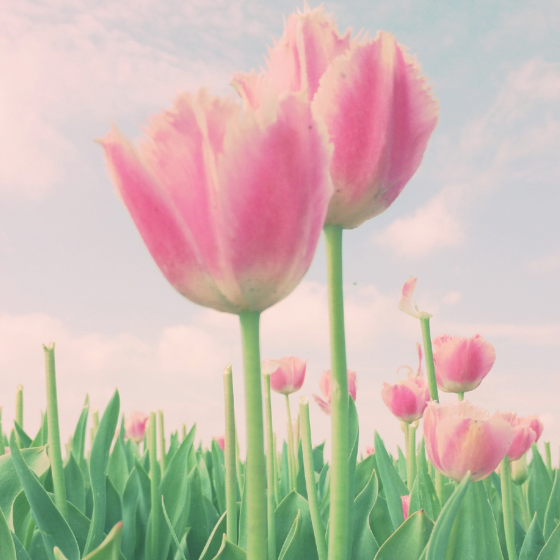 twee zachte tulpen - Verjaardagskaarten Verjaardagskaarten - twee zachte tulpen