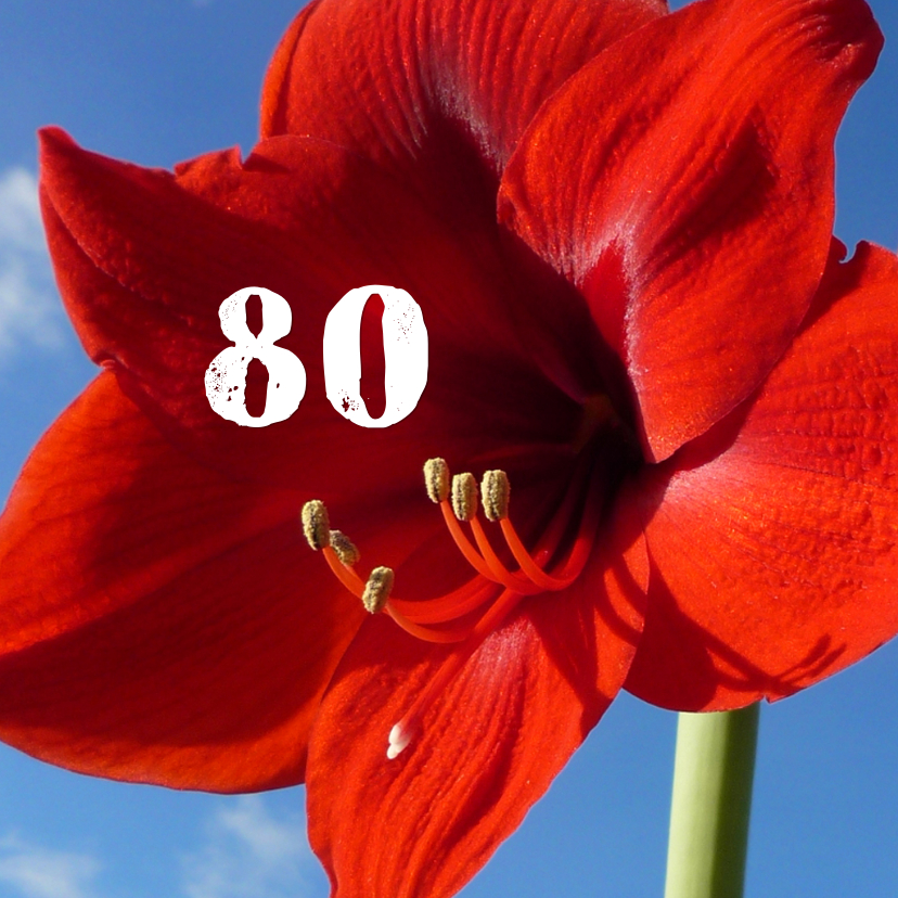 Verjaardag Amaryllis - Verjaardagskaarten Verjaardagskaarten - Verjaardag Amaryllis