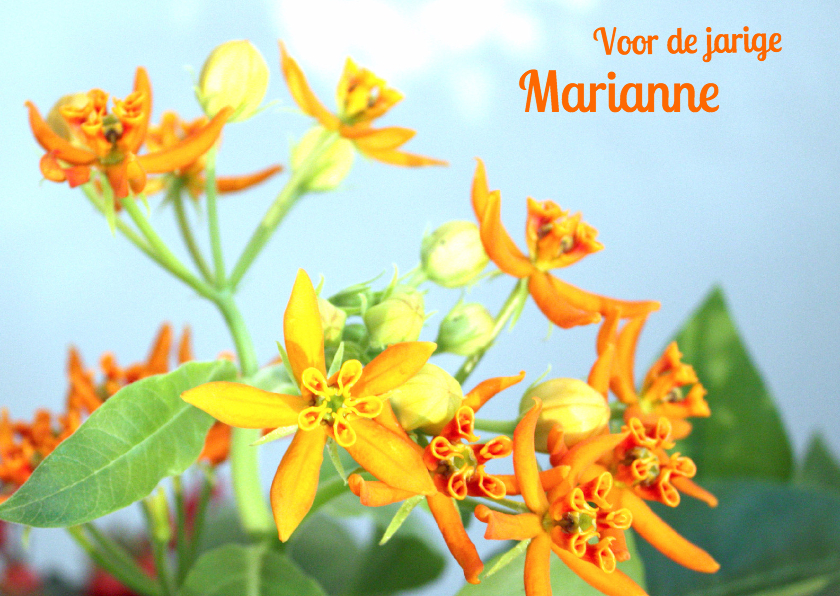 Verjaardag bloemen oranje&blauw - Verjaardagskaarten Verjaardagskaarten - Verjaardag bloemen oranje&blauw