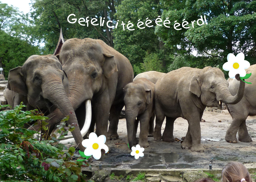 Verjaardag Felici-Fant - Verjaardagskaarten Verjaardagskaarten - Verjaardag Felici-Fant