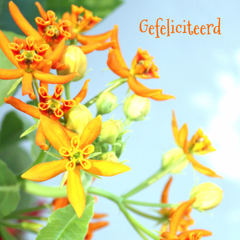 Verjaardag oranje&blauw - Verjaardagskaarten Verjaardagskaarten - Verjaardag oranje&blauw