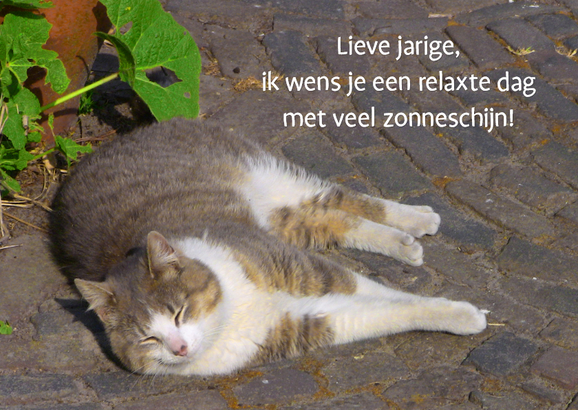 Verjaardag - Poes in zon - Verjaardagskaarten Verjaardagskaarten - Verjaardag - Poes in zon