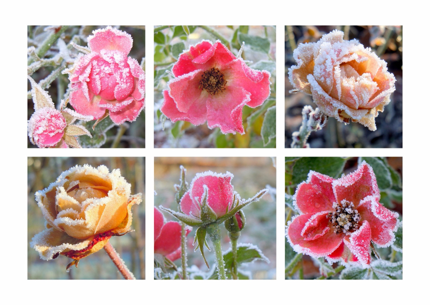 Verjaardag winterse rozen IW - Verjaardagskaarten Verjaardagskaarten - Verjaardag winterse rozen IW
