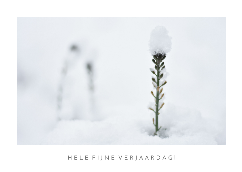 Verjaardags ansichtkaart met natuurfoto in de winter - Verjaardagskaarten Verjaardagskaarten - Verjaardags ansichtkaart met natuurfoto in de winter